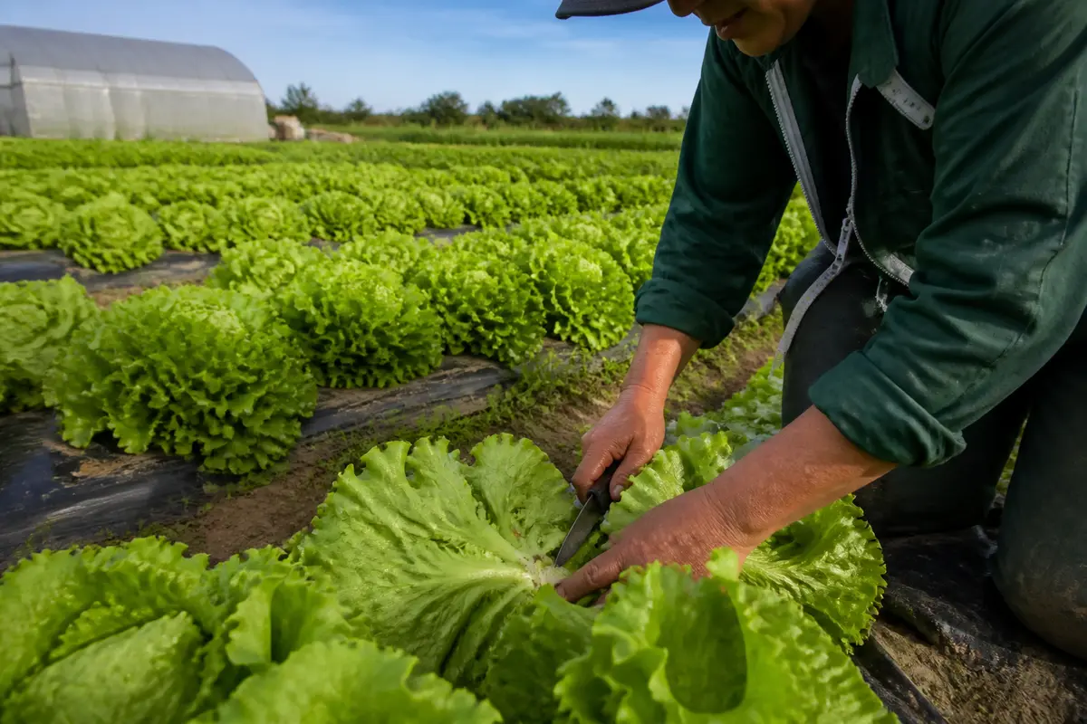 Cueillir des salades : Quand et comment récolter au potager ?