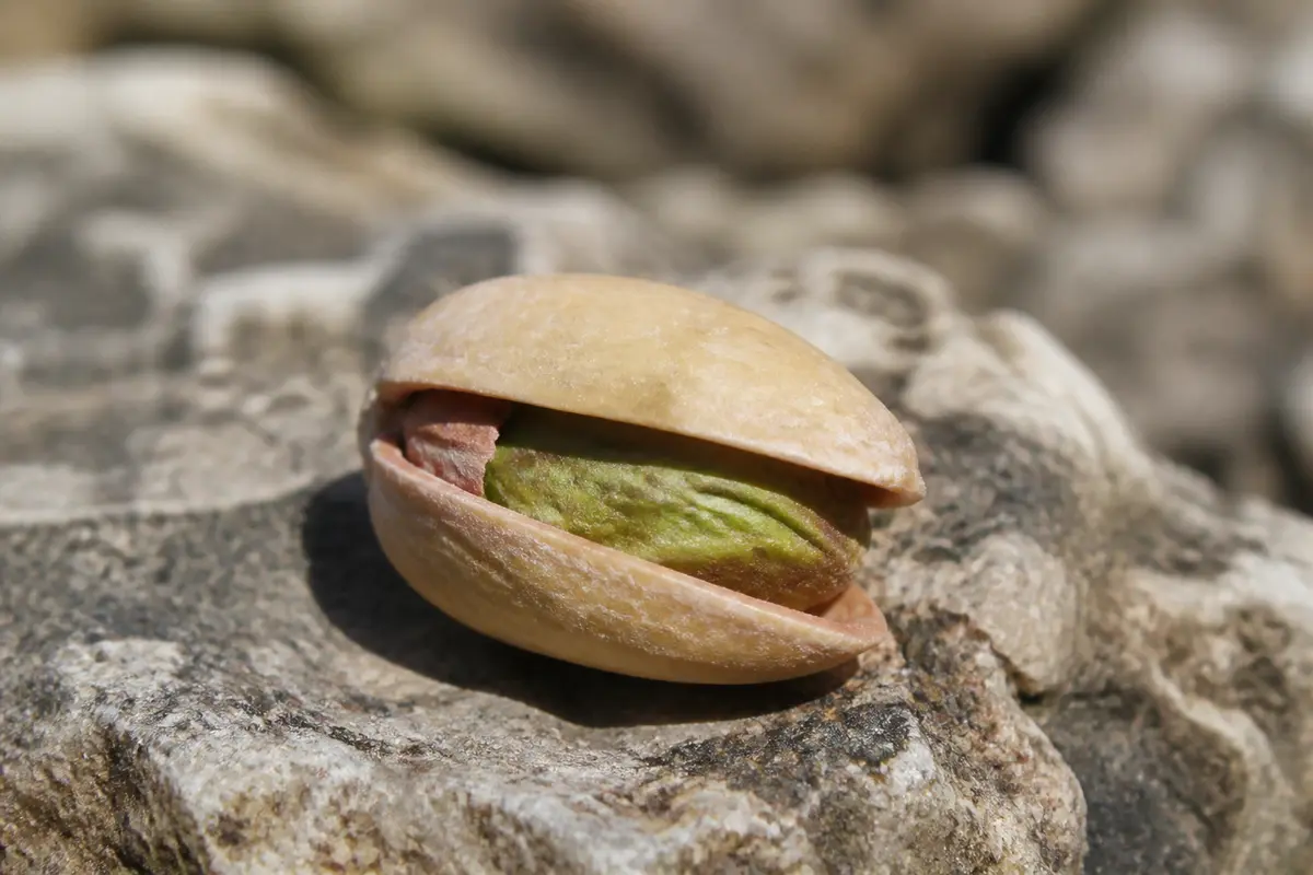 Fruit constitué d’une coque et d’une graine verte : Qu’est-ce que c’est ?