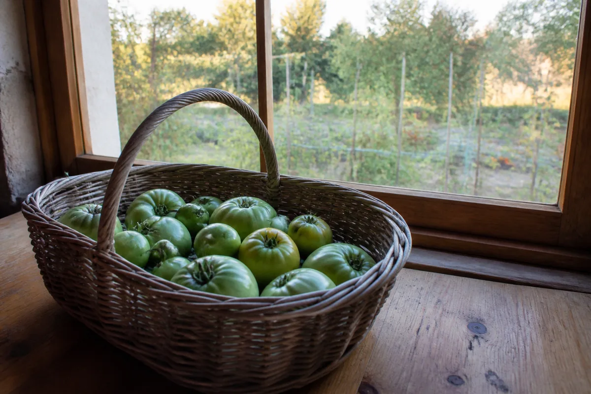 Panier de tomates vertes fraîches sur une table en bois près d'une fenêtre avec un jardin en arrière-plan